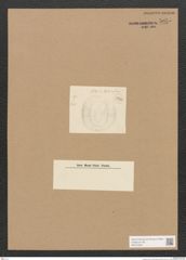 Diatomeae indet. Zeichnungen Sammlung Grunow Nr. 5055 (NHMW-BOT-W0373320)